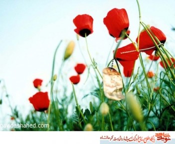 کلام شهید علی ناصری/ چه روزگار شگفتی!