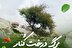 صوت| «برگ درخت کُنار»